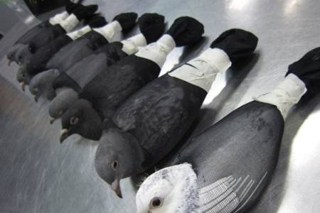 这几种鸽子是最该杀掉的鸽子