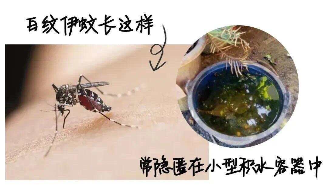 全球“最毒”的蚊子为何批量北上<strong></p>
<p>虎币全球</strong>？专家揭示白纹伊蚊北迁祸因及防蚊绝招