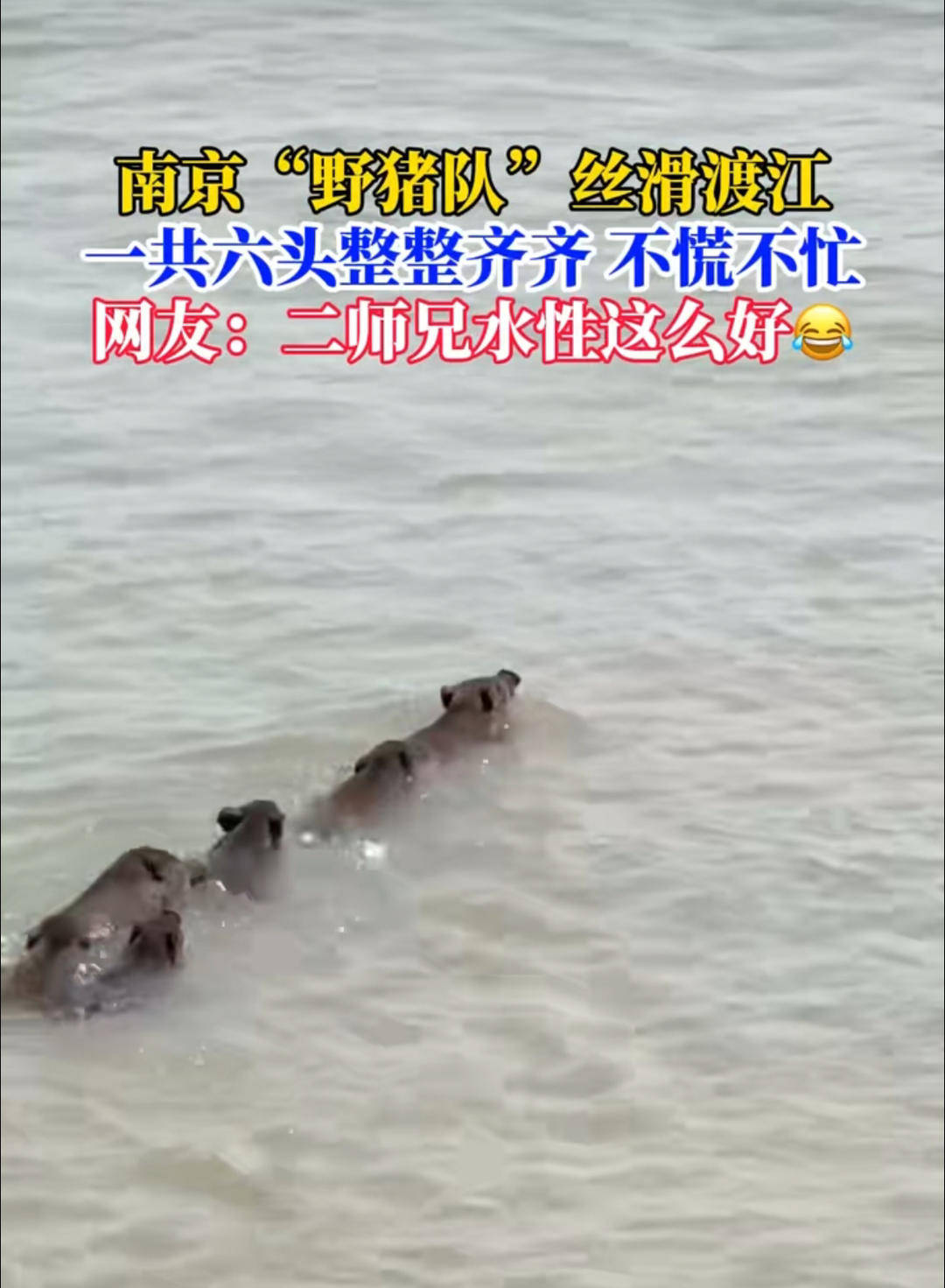 南京六头野猪组队渡长江<strong></p>
<p>tube币</strong>，网友：天蓬元帅天上管水军的