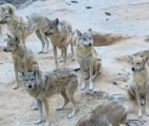 陕西一镇上有狼外逃？当地回应：是狼犬<strong></p>
<p>道币</strong>，已击毙21只，还有一两只在逃